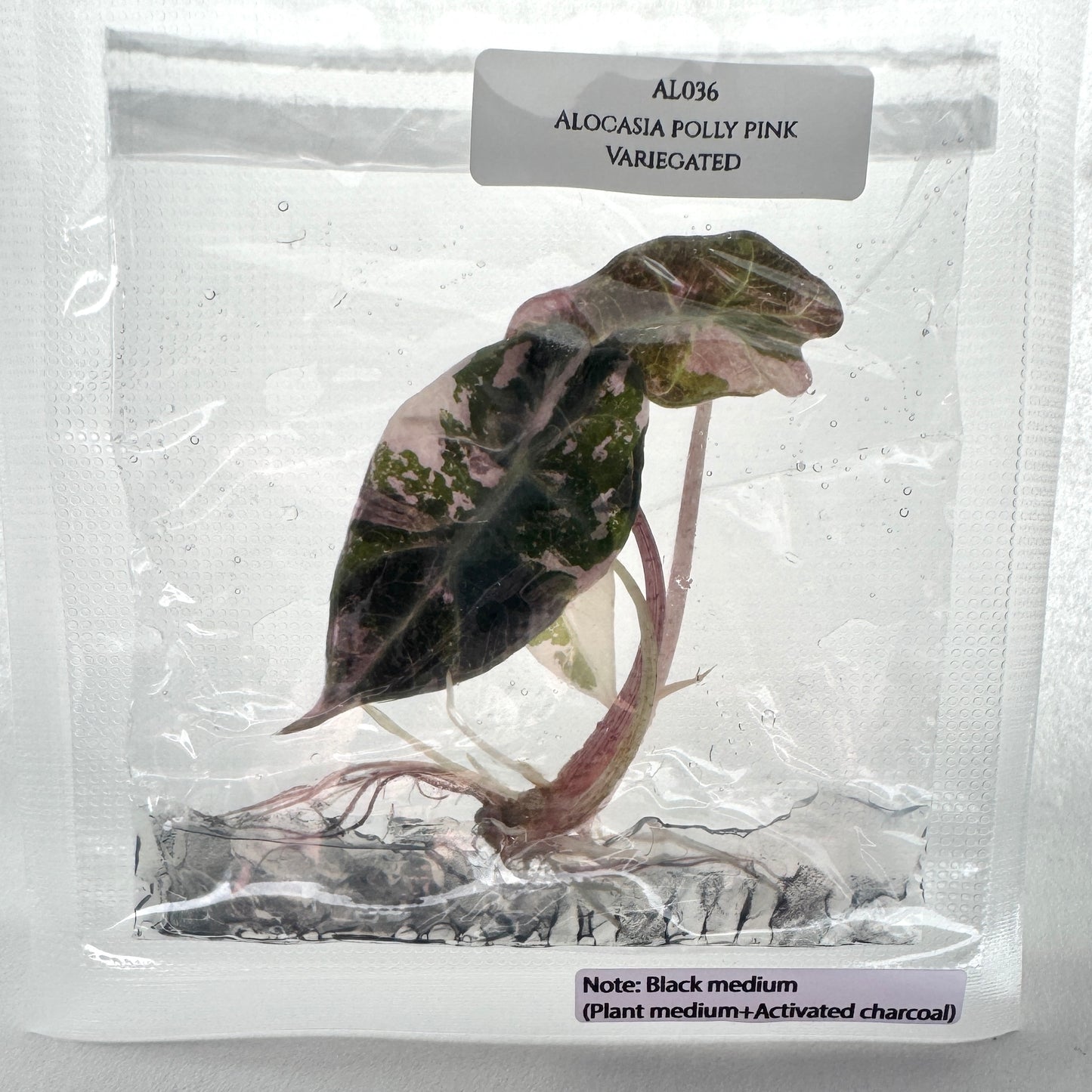 Alocasia "Pink Poly" (TC)