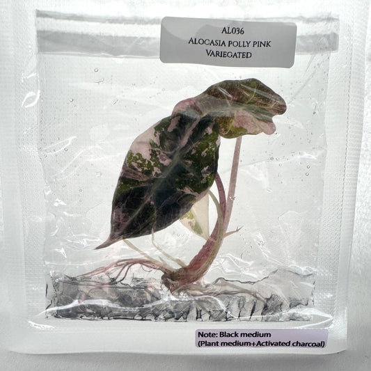 Alocasia "Pink Poly" (TC)