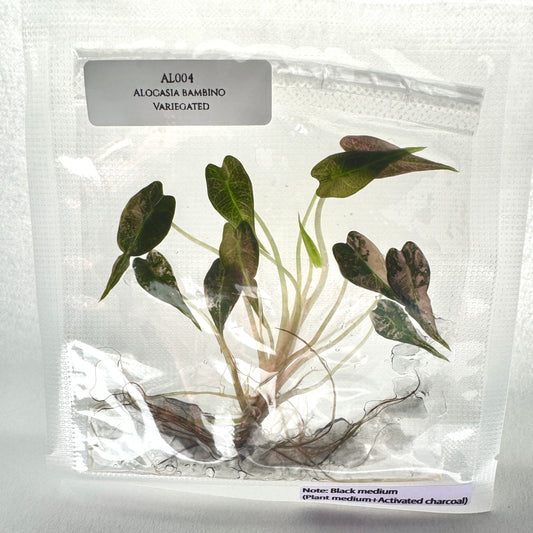 Alocasia Bambino Pink Albo Variegated Tissue Culture Plantlet