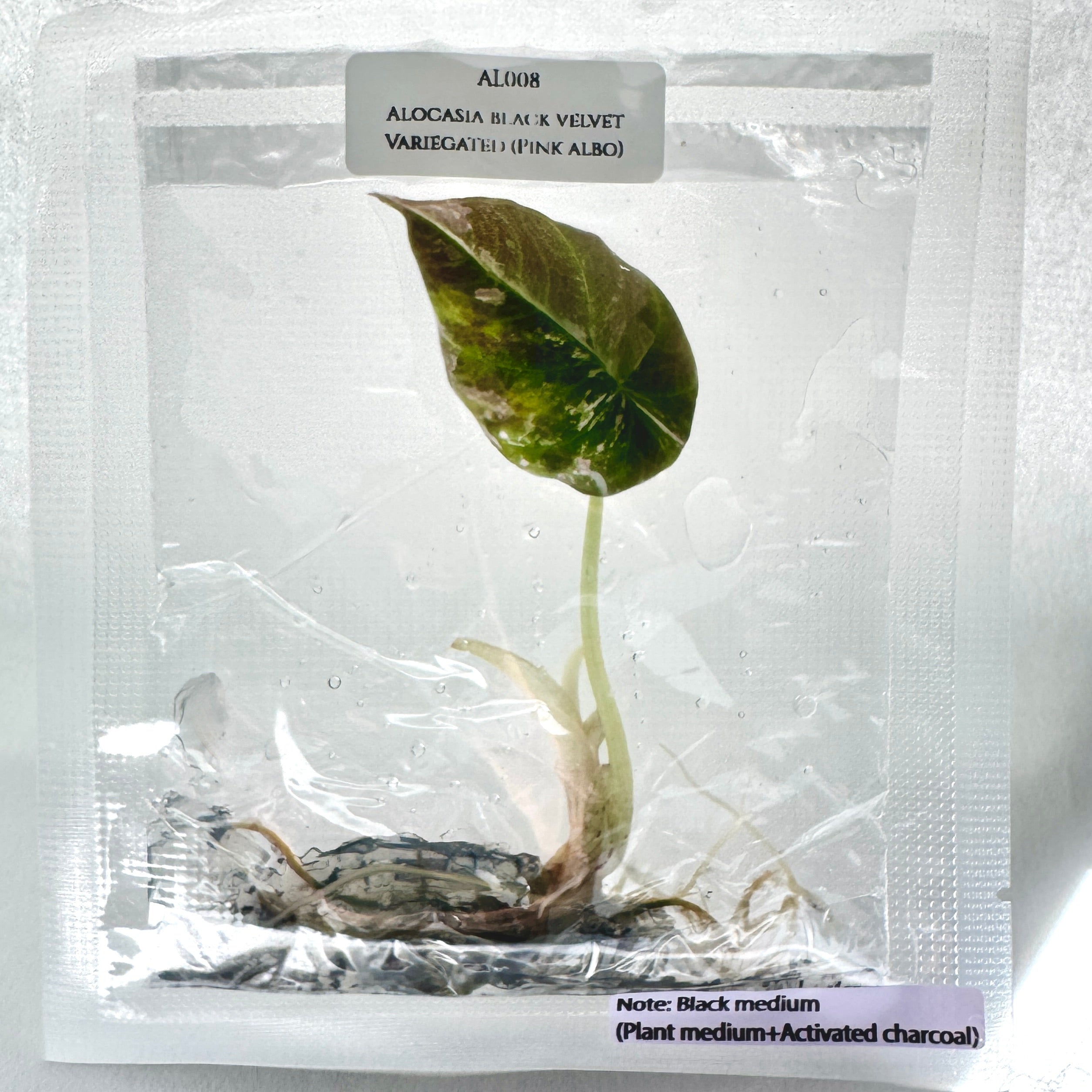 Alocasia Black Velvet Pink Albo (TC) – Monsters And Monstera