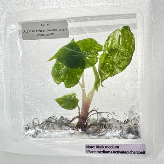 Alocasia Pink Dragon Albo (TC)
