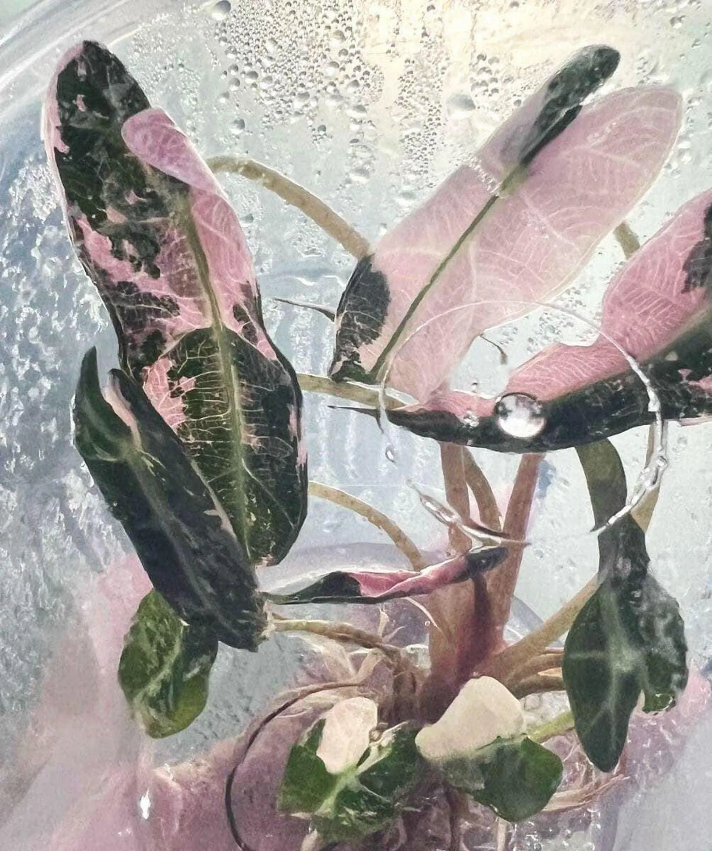 Alocasia Bambino Pink Albo Variegated Tissue Culture Plantlet